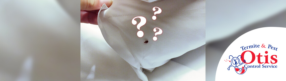 Are Bed Bugs Only Found in Beds?