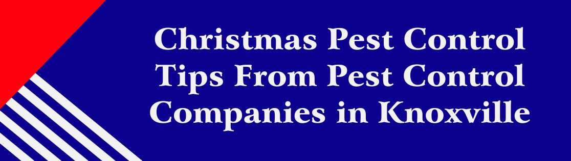 Christmas Pest Control Tips From Pest Control Companies in Knoxville