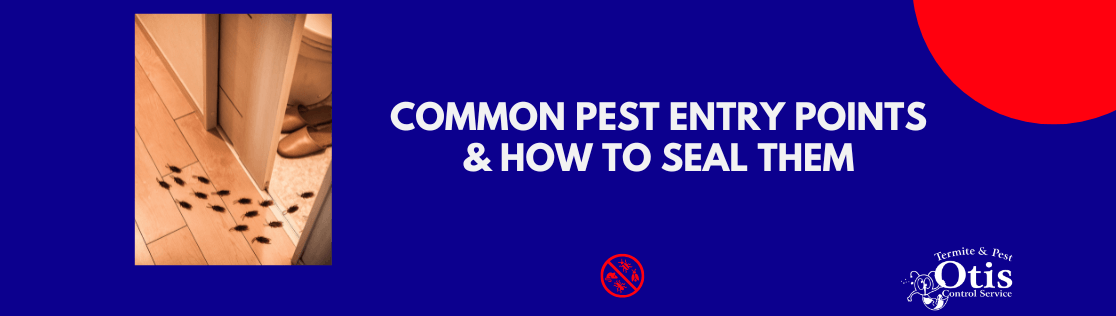 Common Pest Entry Points & How to Seal Them