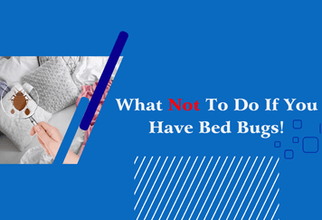 Don't Make These Mistakes If You Have Bed Bugs!