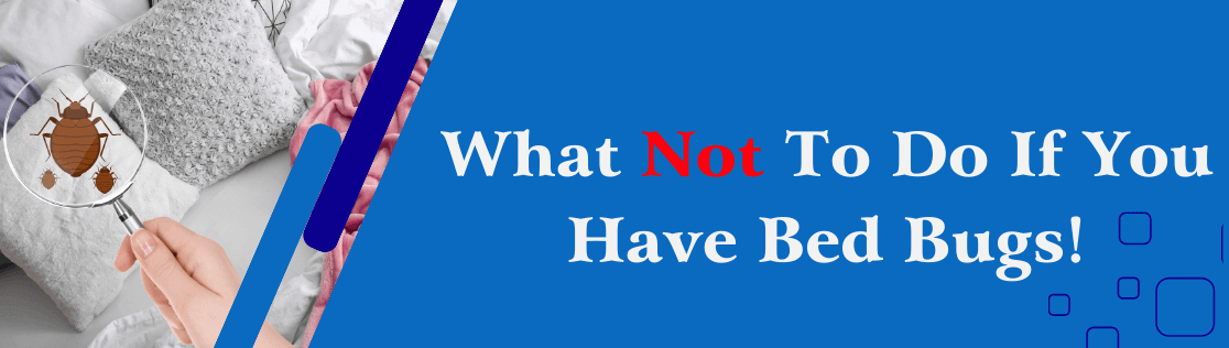 Don't Make These Mistakes If You Have Bed Bugs!