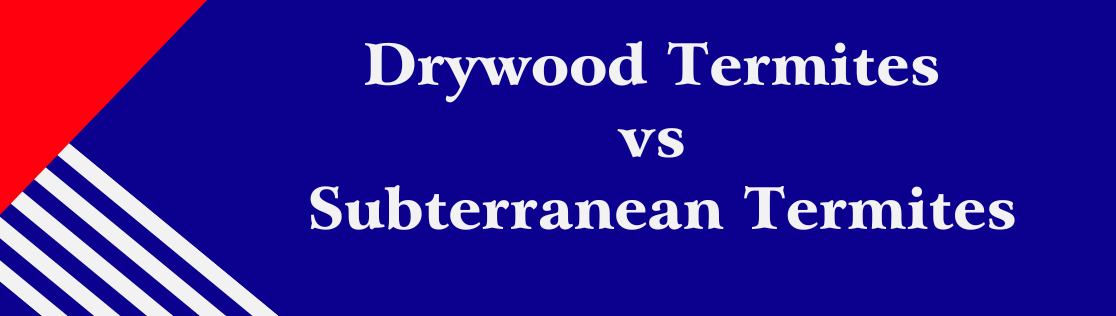 Termite Treatment in Knoxville, TN: Drywood Termites vs Subterranean Termites