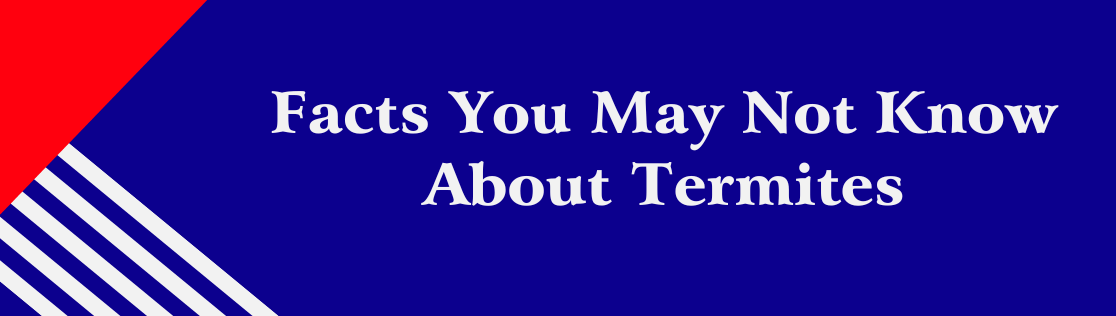 Facts You May Not Know About Termites