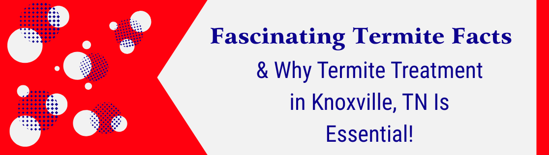 How a Fascinating Termite Facts & Why Termite Treatment in Knoxville, TN Is Essential