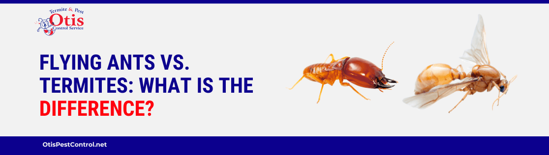 Flying Ants vs. Termites: What Is The Difference?