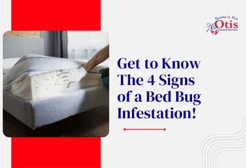 Get to Know The 4 Signs of a Bed Bug Infestation!
