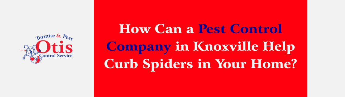How Can a Pest Control Company in Knoxville Help Curb Spiders in Your Home?
