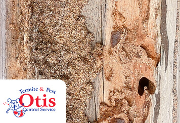 How Do I Know If I Have Termites?