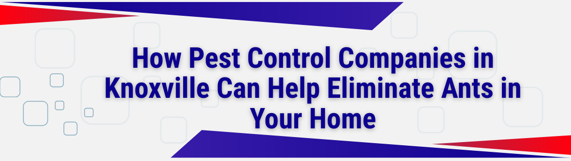 How Pest Control Companies in Knoxville Can Help Eliminate Ants in Your Home