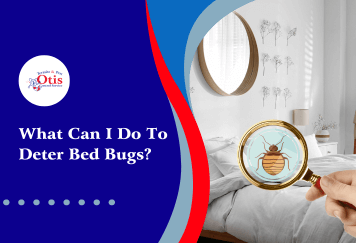 What Can I Do To Deter Bed Bugs?