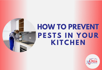 How to Prevent Pests in Your Kitchen