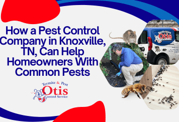 How a Pest Control Company in Knoxville, TN, Can Help Homeowners With These Common Pests