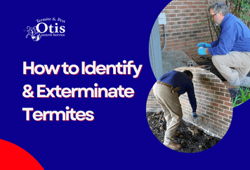 How to Identify & Exterminate Termites