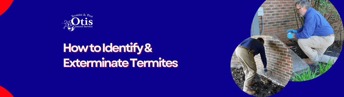 How to Identify & Exterminate Termites
