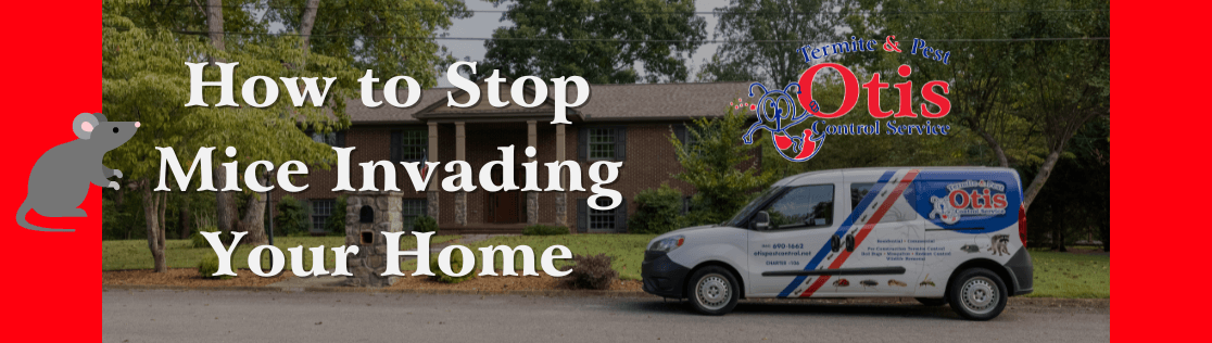 How to Stop Mice Invading Your Home