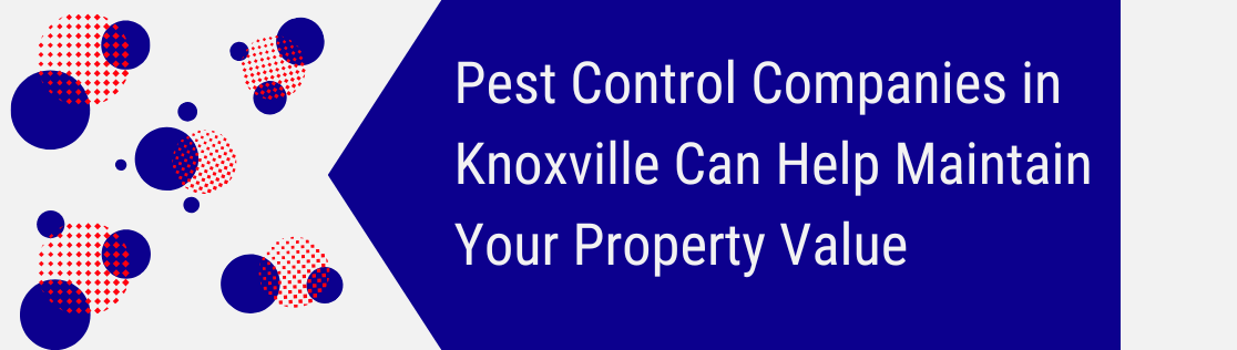 Pest Control Companies in Knoxville Can Help Maintain Your Property Value