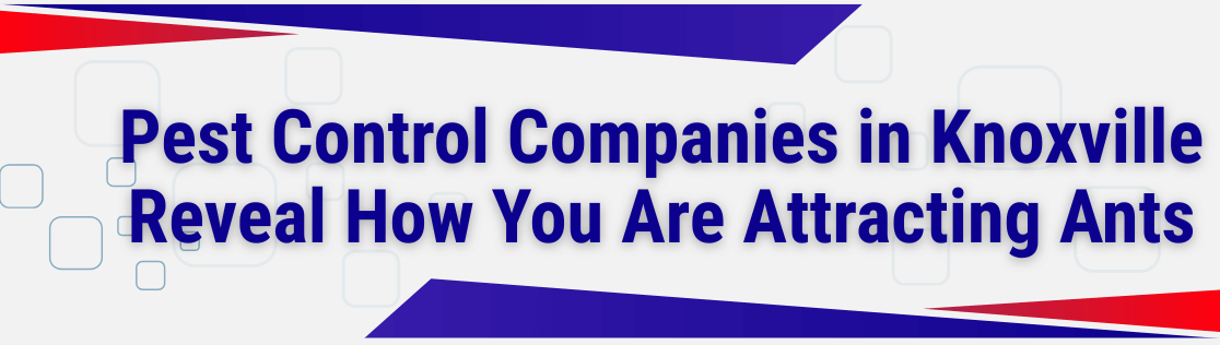 Pest Control Companies in Knoxville Reveal How You Are Attracting Ants