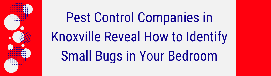 Pest Control Companies in Knoxville Reveal How to Identify Small Bugs in Your Bedroom