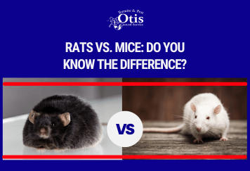 Rats vs. Mice: Do You Know The Difference?