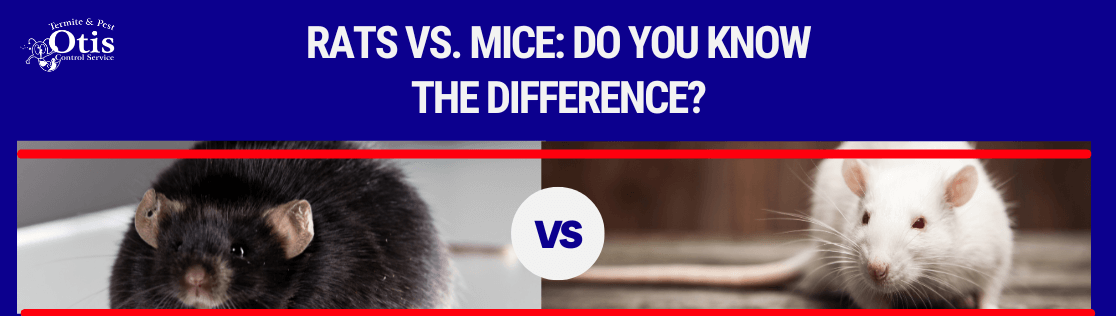 Rats vs. Mice: Do You Know The Difference?