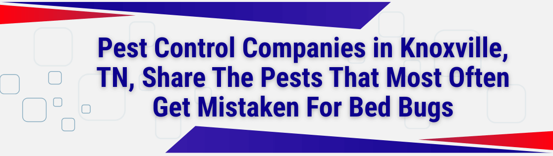 Pest Control Companies in Knoxville, TN, Share The Pests That Most Often Get Mistaken For Bed Bugs