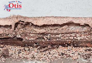 Signs You Need Termite Treatment Knoxville