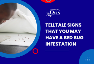Telltale Signs That You May Have a Bed Bug Infestation