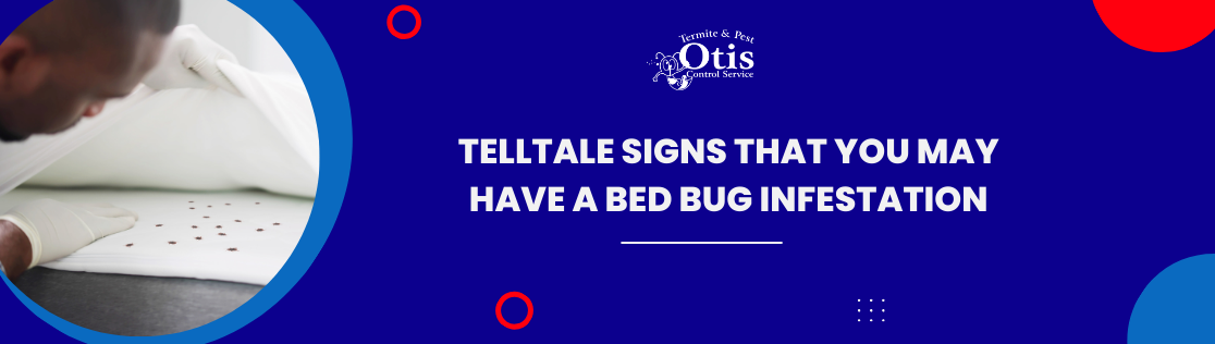 Telltale Signs That You May Have a Bed Bug Infestation