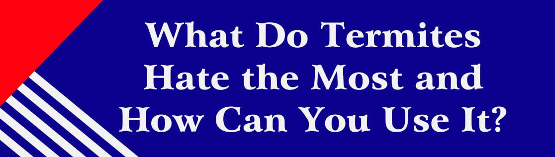 Termite Treatment in Knoxville: What Do Termites Hate the Most and How Can You Use It?