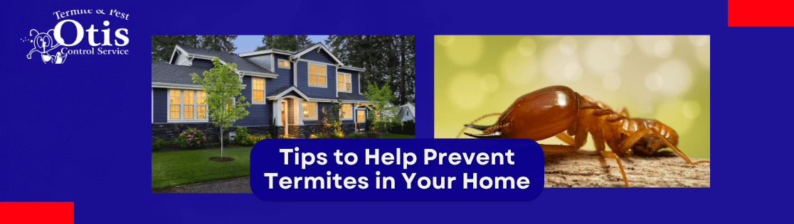 Tips to Help Prevent Termites in Your Home