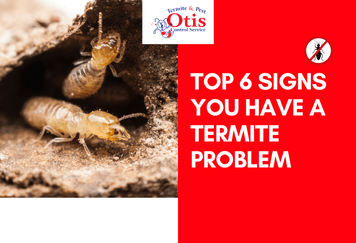 Top 6 Signs You Have a Termite Problem