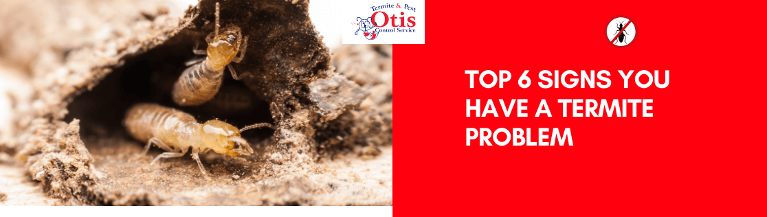 Top 6 Signs You Have a Termite Problem
