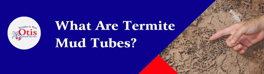 What Are Termite Mud Tubes?
