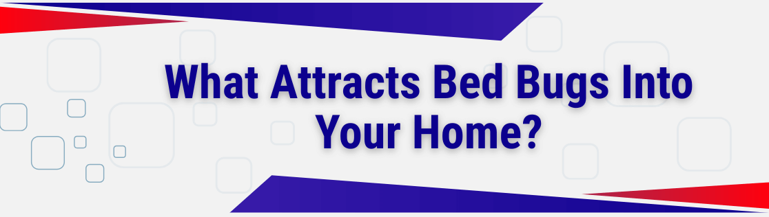 What Attracts Bed Bugs Into Your Home? Insights from Pest Control Companies in Knoxville, TN