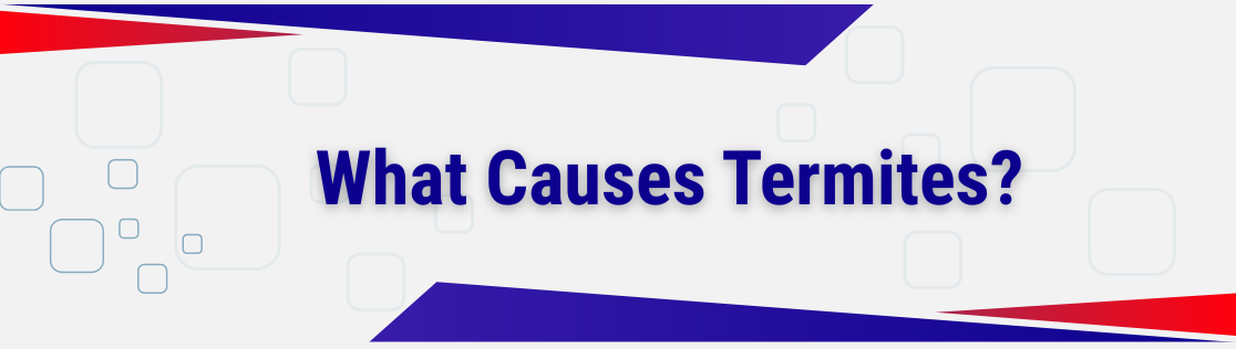 What Causes Termites?