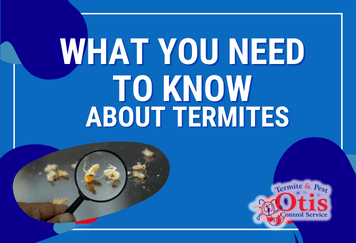 What You Need to Know About Termites