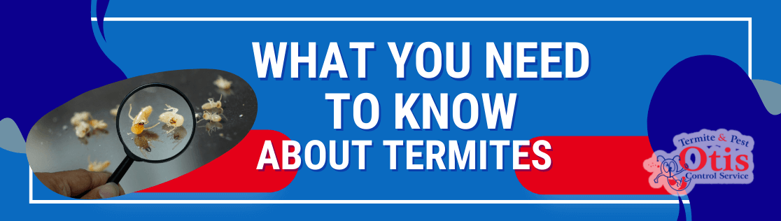 What You Need to Know About Termites