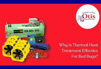 Why Is Thermal Heat Treatment Effective For Bed Bugs?