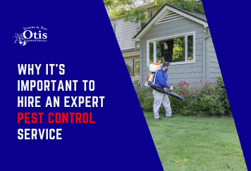 Why It’s Important to Hire an Expert Pest Control Service
