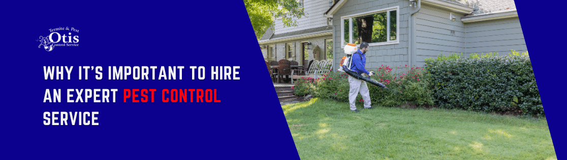 Why It’s Important to Hire an Expert Pest Control Service